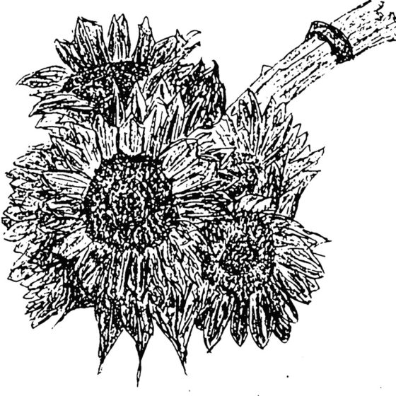 sunflower_sketch